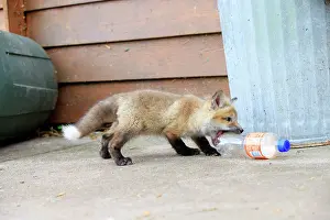 Plastic: Red Fox - young with plastic bottle