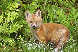 Vulpes: Red Fox - young pup