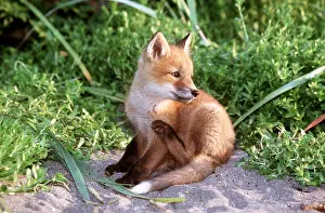 Scratching: Red Fox - young, sitting