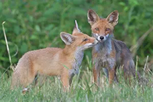 Clearing: Red foxe (Vulpes vulpes), adult and juvenile on