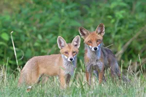 Clearing: Red foxe (Vulpes vulpes), adult and juvenile on