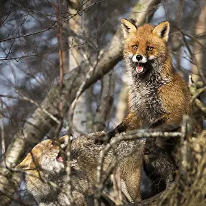 Hidden: Red Foxes (Vulpes vulpes) close-up of mating at