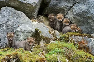 Lair: Red foxes (Vulpes vulpes), cubs, Schopfloch, Swabian