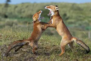 Competition: Two Red foxes (Vulpes vulpes) fighting with open