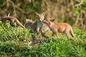 Thringen: Red foxes (Vulpes vulpes), fox cubs, Thuringia