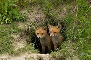 Foxs: Red foxes (Vulpes vulpes), fox den, Lower Austria