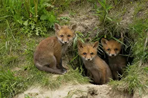 Foxs: Red foxes (Vulpes vulpes), fox den, Lower Austria