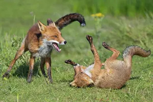 Tussle: Red foxes (Vulpes vulpes), Kittens fighting with