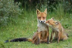 Sniff: Red foxes (Vulpes vulpes), Mother and young animal