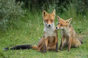 160920: Red foxes (Vulpes vulpes), Mother with young, sitting