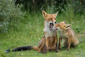 Yawn: Red foxes (Vulpes vulpes), Mother with young, sitting