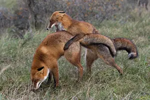 Copulate: Red foxes (Vulpes vulpes), Netherlands