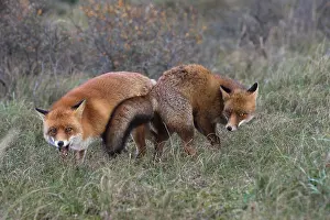 Copulate: Red foxes (Vulpes vulpes), Netherlands