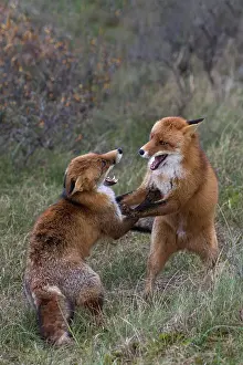 Argue: Red foxes (Vulpes vulpes), Netherlands
