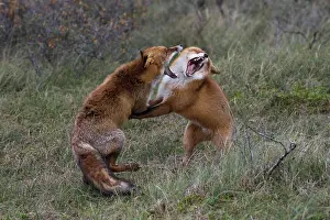 Argue: Red foxes (Vulpes vulpes), Netherlands