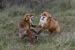 Argue: Red foxes (Vulpes vulpes), Netherlands