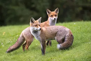 Sussex: Red foxes (Vulpes vulpes) portrait, England, Su