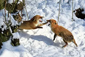Warstein: Red foxes (Vulpes vulpes) during the rutting season