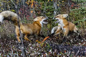 Leesonphoto: Two Red Foxes (Vulpes vulpes) showing aggressive