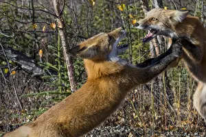 Pat And Tom Leeson (new Material): Two Red Foxes (Vulpes vulpes) showing aggressive