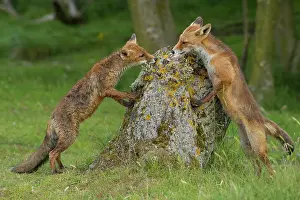 Examine: Two Red foxes (Vulpes vulpes) sniff the tree trunk