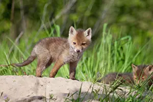 Foxs: Red foxes (Vulpes vulpes), young foxes at fox's