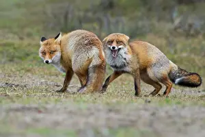 Belligerent: Red foxes (Vulpes vulpes)two males in winter coat