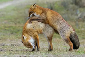 Belligerent: Red foxes (Vulpes vulpes)two males in winter coat
