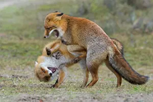 Belligerent: Red foxes (Vulpes vulpes)two males in winter coat