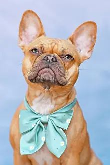 Red French Bulldog dog in front of mint green background