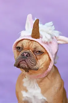 Unicorn: Red French Bulldog dog wearing funny knitted pin