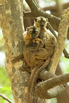 Eulemur: Red-fronted Brown Lemur - Family in tree