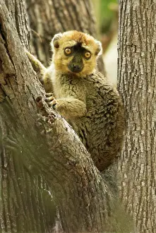 Eulemur: Red-fronted Brown Lemur - In tree