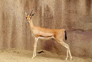 Eudorcas: Red-fronted Gazelle - male