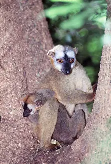 Masahiro Iijima: Red-fronted Lemurs