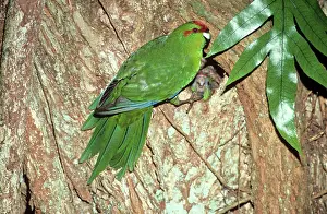 Cyanoramphus: Red-fronted Parakeet - at nest hole, endemic