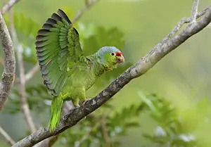Housing: Red-fronted Parrot (Poicephalus gulielmi) at Laguna Lagarto Lodge near Boca Tapada