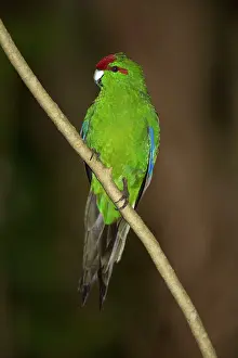 Cyanoramphus: Red-fronted / Red-crowned Parakeet