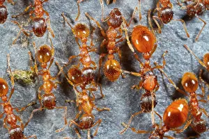 Queen: Red garden ant, Red yellow knot ant (Myrmica rubra)