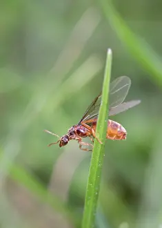 Ants: Red garden ants - winged females taking flight