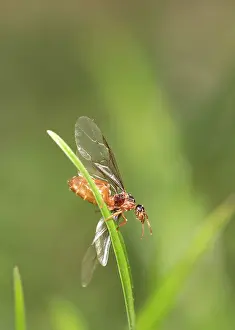 Ants: Red garden ants - winged females taking flight