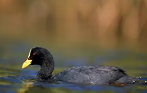 Coots: Red-gartered Coot