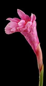 Bract: Red Ginger