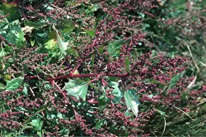 Goosefoot: RED GOOSEFOOT