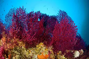 Isola: Red gorgonia Paramuricea clavata Secca delle Secche Giglio I