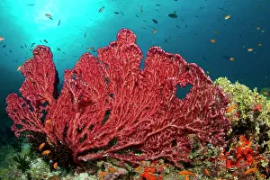Fans: Red Gorgonian Sea Fan