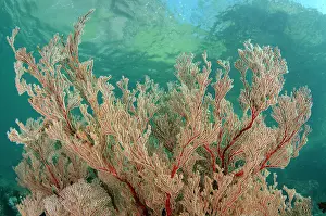 Kode: Red Gorgonian Sea Fan with hills in background Yellow