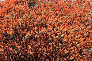 Fuego: Red Gorse (Spanish name: Mata fuego or Bola de fuego)