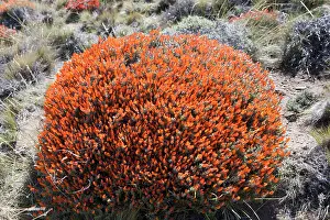 Fuego: Red Gorse - (Spanish name: Mata fuego or Bola de fuego)
