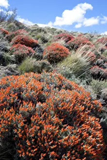 Fuego: Red Gorse - (Spanish name: Mata fuego or Bola de fuego)